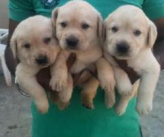 cutelabradar puppies for avbl 9790776347