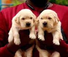 Premium quality Labrador puppies available in Chennai call 7200210425