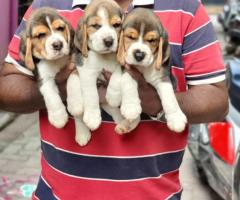Perfect Marking "Beagle" Puppies for sale in Chennai ❤️ Call or whatsapp 7200349948