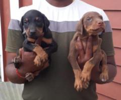 Heavy Bone "Doberman" Puppies for sale ✨ Call 7200349948