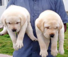 Labrador puppies available in Chennai call 7200210425♥️❤️