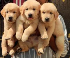 Top quality❤️❤️ dark golden retriever ✅puppies available in Chennai 8667213100