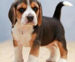 Premium❤️✅ quality beautiful look beagle puppies call 7200210425