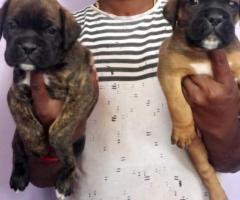 Boxer Puppies for sale in chennai ❤️ 9710430367