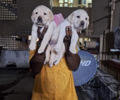 Apple head Labrador Puppies for sale in chennai  ☘️9710430367 call or whatsapp☘️