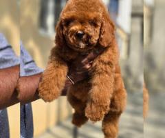 Purebred Poodle Puppies for Sale – Chennai