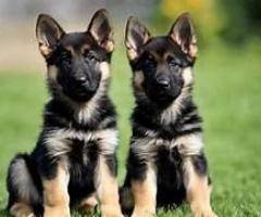 BEAUTIFUL GERMEN SHEPHERD PUPPIES FOR AVBL