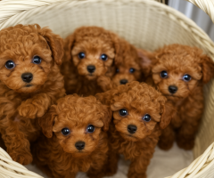 Toy Poodle Puppies for Sale in Bangalore | Healthy & Vaccinated