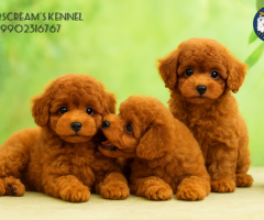 Buy Toy Poodle Puppies in Bangalore – Home Raised & Active