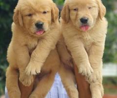 Golden retriever Puppies Bangalore – Active, Playful & Home Raised