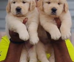 Golden Retriever Puppies for Sale