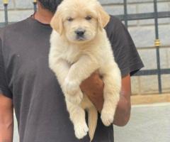 Golden Retriever Puppies in Chennai – Healthy, Active & Friendly