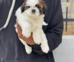 Shih Tzu Puppies for Sale in Bangalore | Pure Breed with KCI Papers
