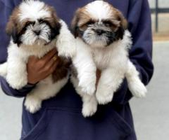 Premium Quality "Shih Tzu" for sale in Chennai 7200349948