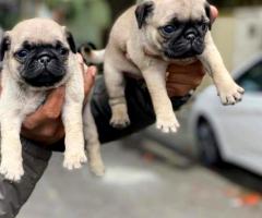 Wrinkled Pug puppies for sale in chennai. Call or whatsapp 7200349948