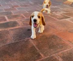 Beagle Puppies