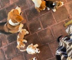 Beagle Puppies