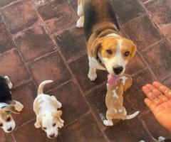Beagle Puppies