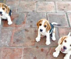 Beagle Puppies