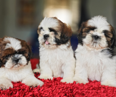 Shihtzu male and female show quality puppies available in Chennai 7667269693