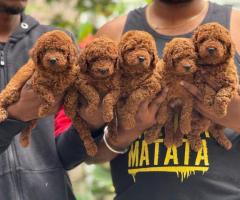 ???? Adorable Poodle Puppies  available in ❤️Chennai 7200210425❤️