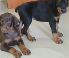 ❤️Strong & loyal doberman puppies for sale in Chennai call 7200210425❤️