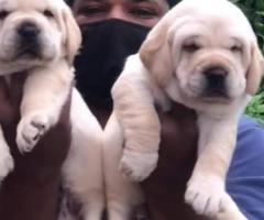 ❤️❤️Premium quality Labrador puppies available in Chennai call 7200210425❤️