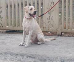 Adult dogs for sale lab , German shepherd , beagle all adults good friendly and treaned dogs