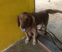 Adult dogs for sale lab , German shepherd , beagle all adults good friendly and treaned dogs