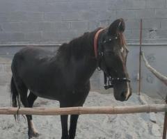Horse available for sale 5 months pregnant female