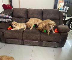 GOLDEN RETRIEVER PUPPIES SELL IN CHENNAI 8838311044