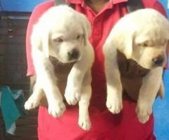 Labrador puppy available healthy and active