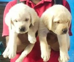 Labrador puppy available healthy and active