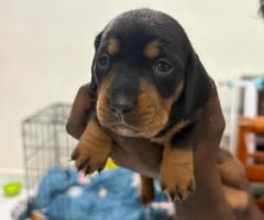DASCHUND TOP QUALITY PUPPS AVAILABLE ANYTIME CALL ME 8838311044