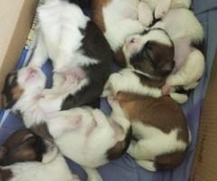 SHIH TSU PUPPIES FOR SALE 7K ONLY DIRECTLY C PARENT'S