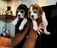 Excellent Quality Pure Beagle Puppies for sale in chennai ❤️ 7200349948