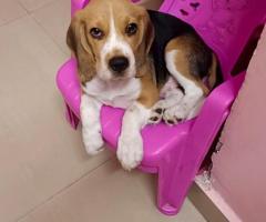 Healthy & Playful Beagle Puppy – 3 Months – Chennai