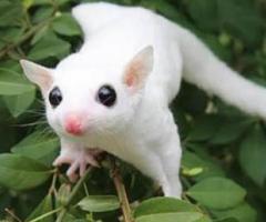 Adorable Lucy gliders available