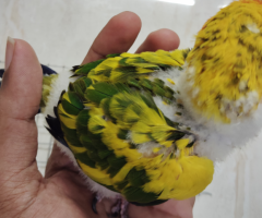 Yellow Dominant Sun Conure Hand feeding chicks available