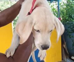 Labrador puppy