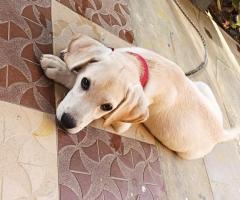 Labrador puppy