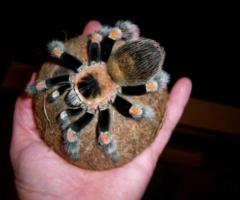 Mexican Red Knee Tarantulas