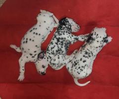 Dalmatian Puppies – Home Raised