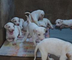 Original Rajapalayam puppies- Home grown