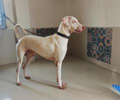 Original Rajapalayam puppies- Home grown