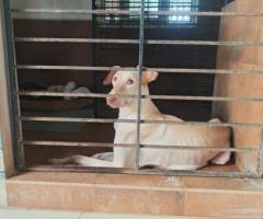 Original Rajapalayam puppies- Home grown