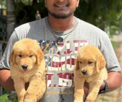Dark colour "Golden Retriever" Pure breed puppies for sale in chennai