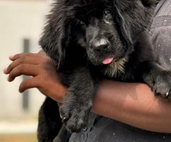 Adorable new poland mae pup available in chennai