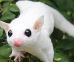Charming sugar glider babies available in chennai
