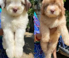 Lhasa Apso Puppies for sale in chennai ❤️ 7200349948 call or whatsapp